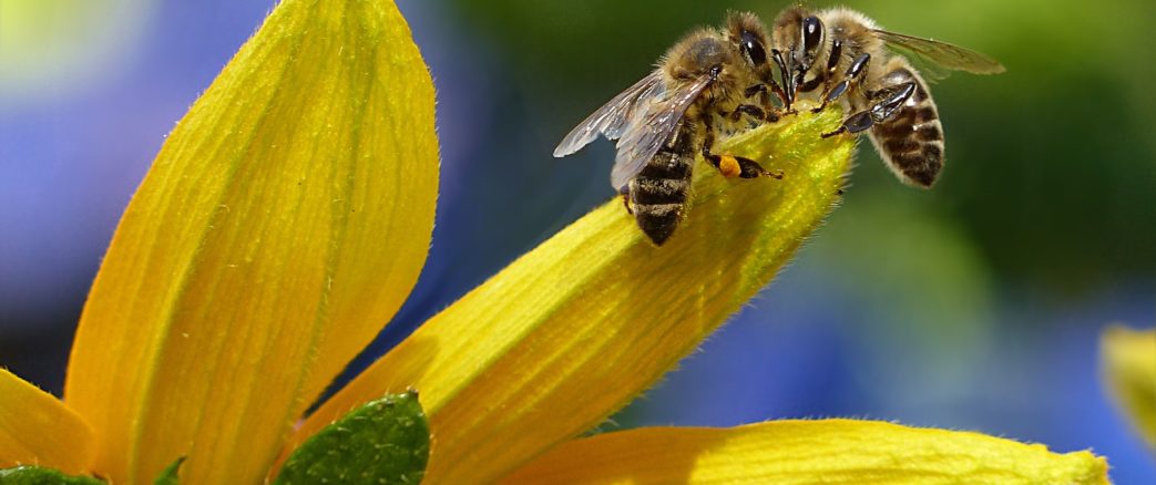 La coalition Save the Bees regroupant 80 organisations demande l’interdiction des néonicotinoïdes