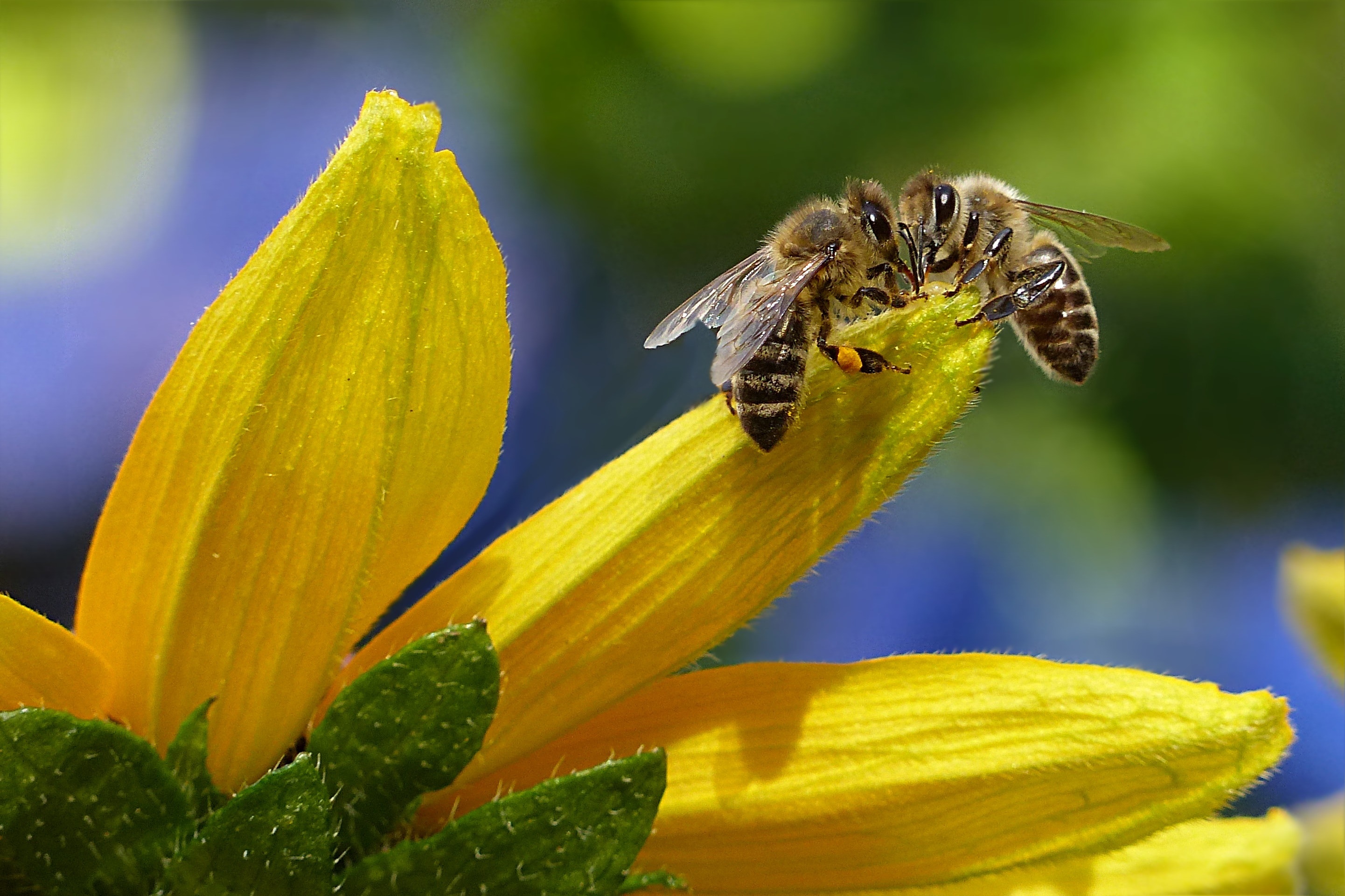 La coalition Save the Bees regroupant 80 organisations demande l’interdiction des néonicotinoïdes